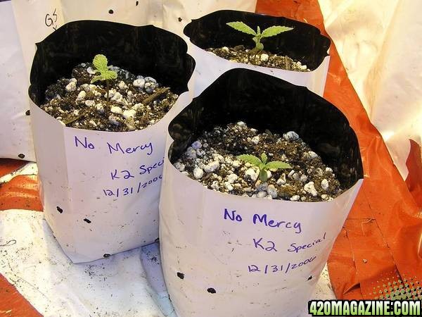 K2 Special Seedlings