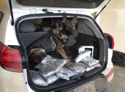 k9 bust