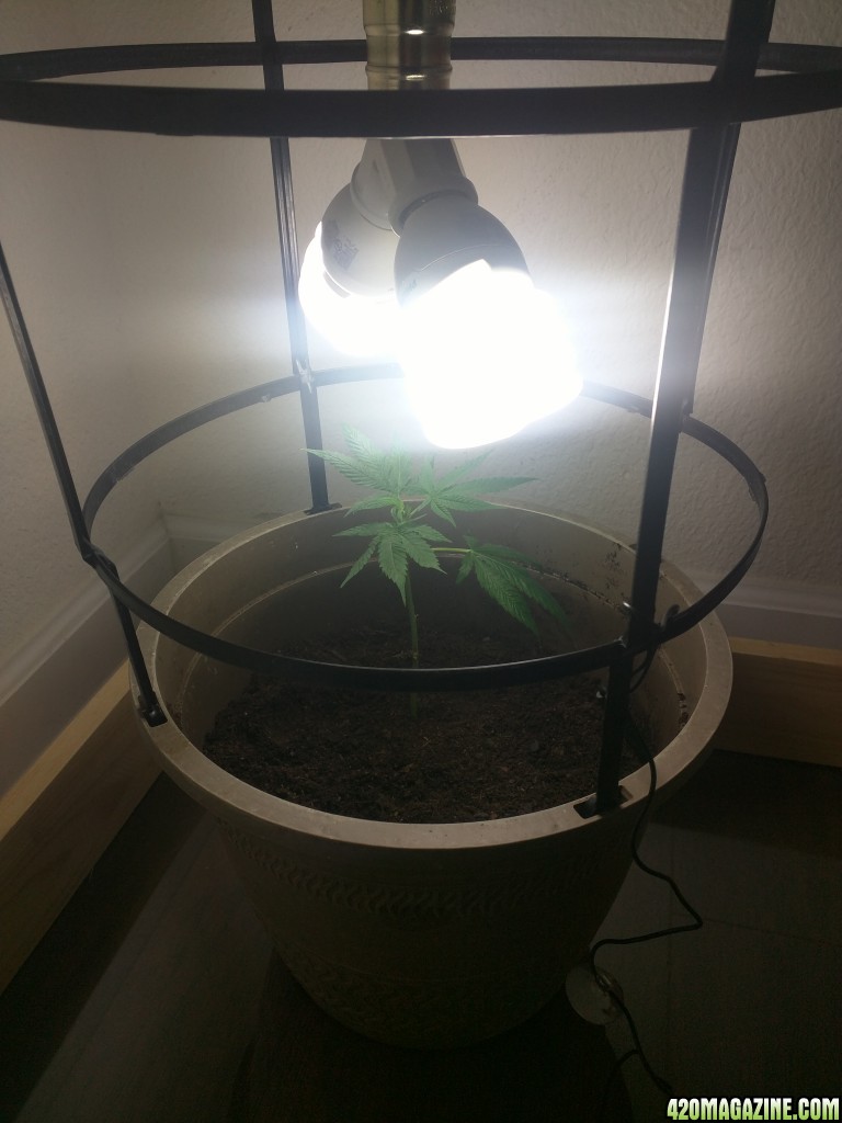 Kabbals 1st Grow