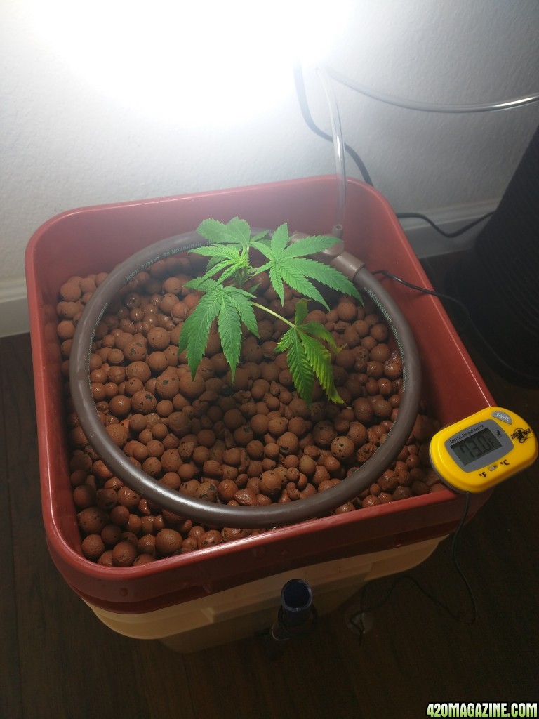 Kabbals 1st Grow