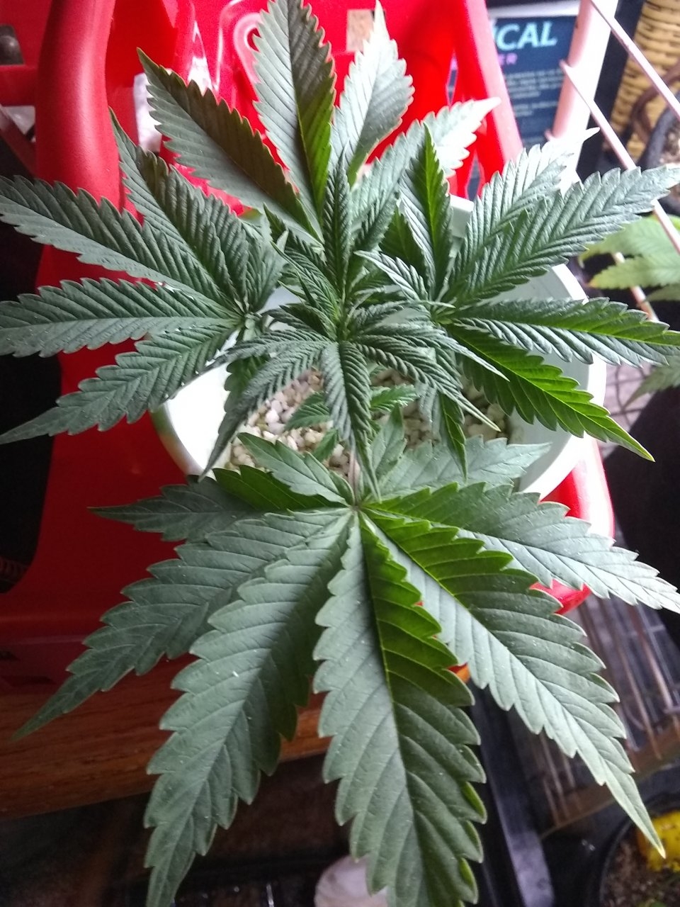 Kalashnikov clone-Dope Seeds