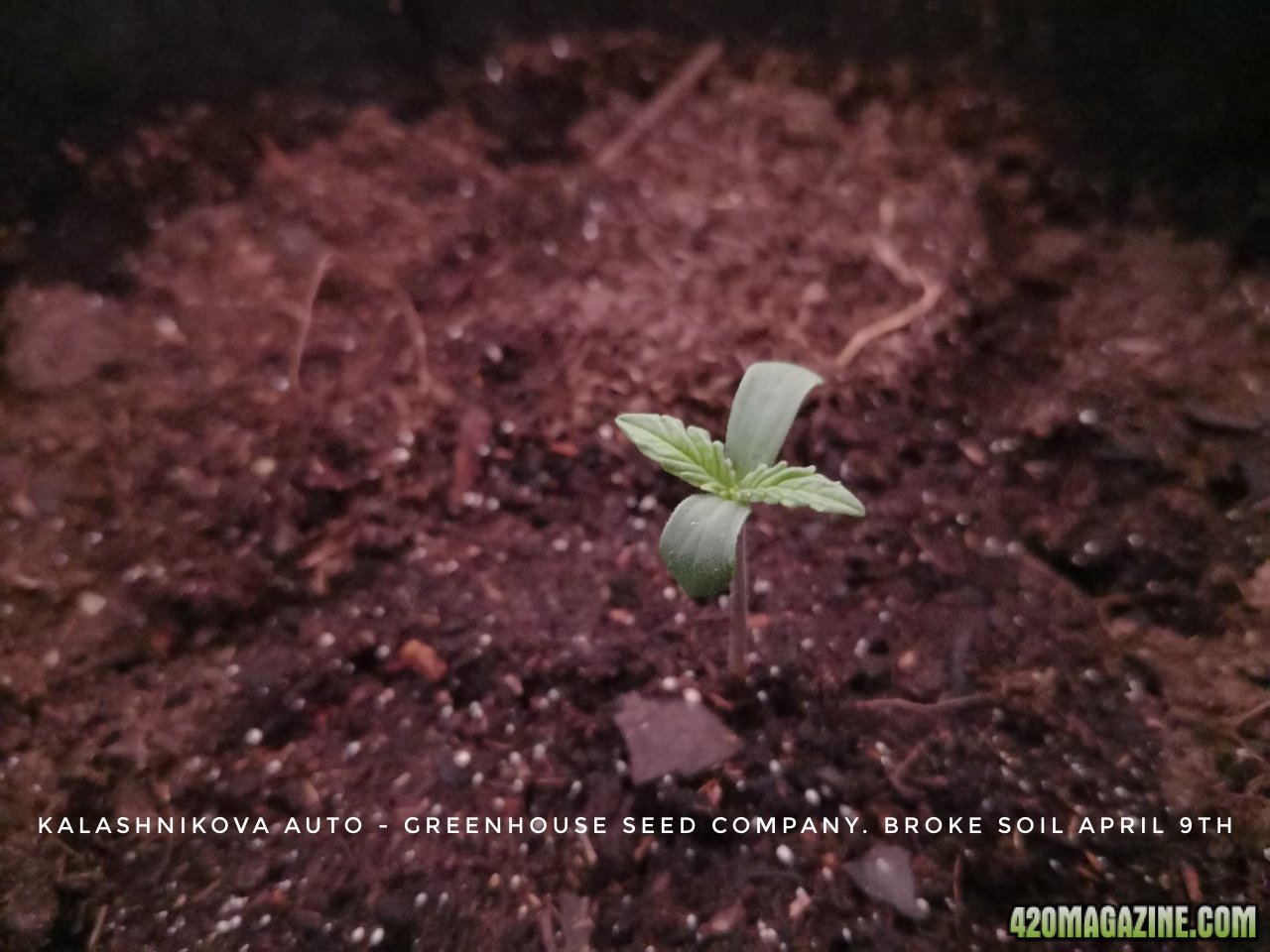 kalashnikova seedling.jpeg