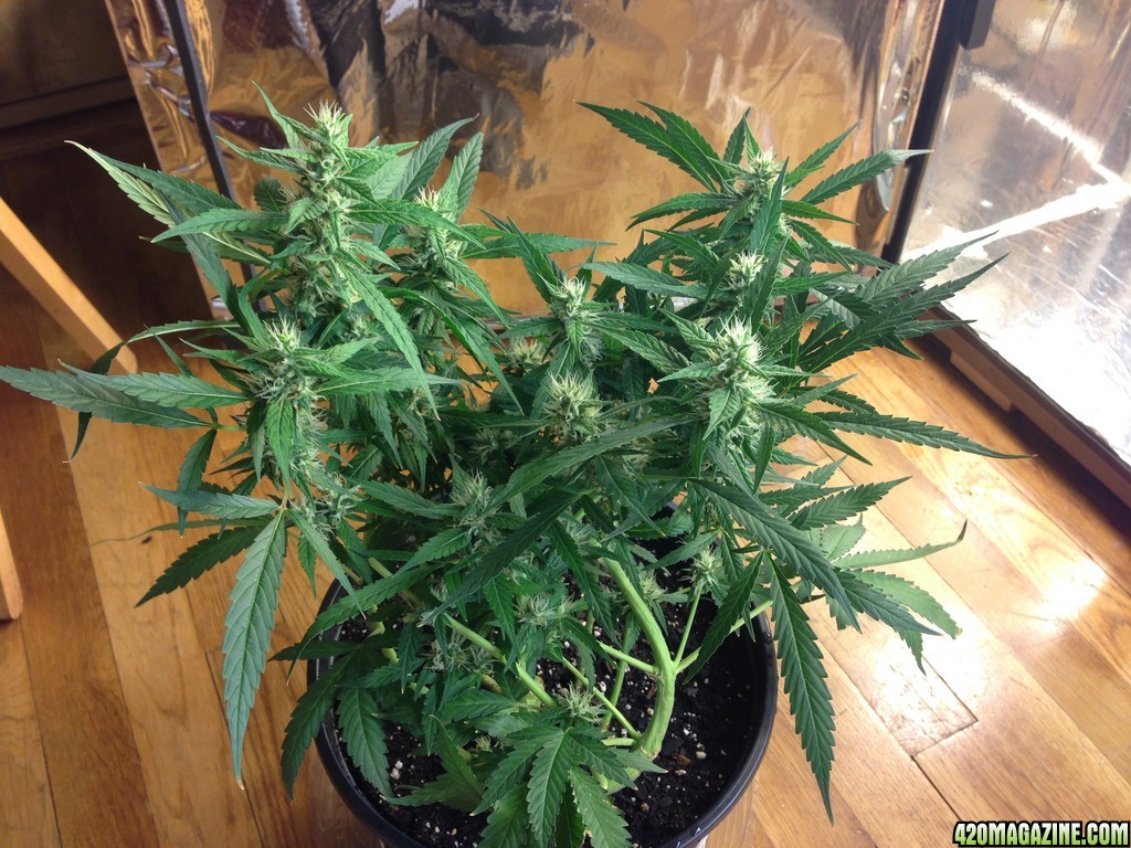 Kali Mist Clone Flower 5 weeks