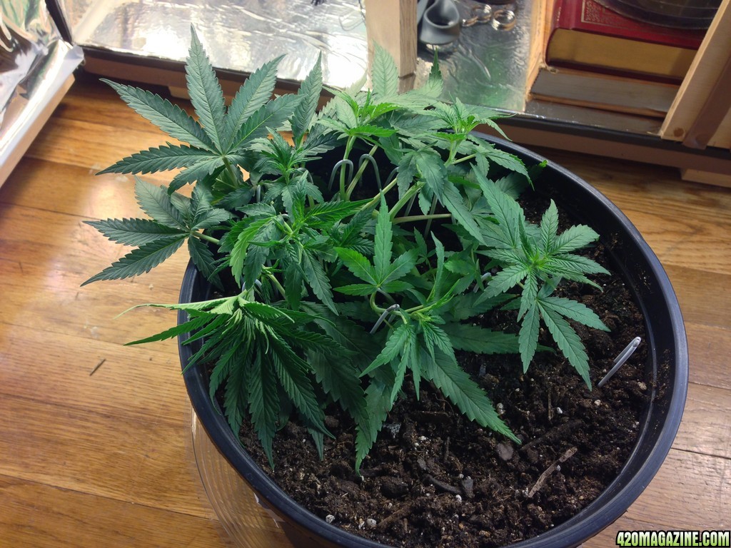 Kali mist Clone LST