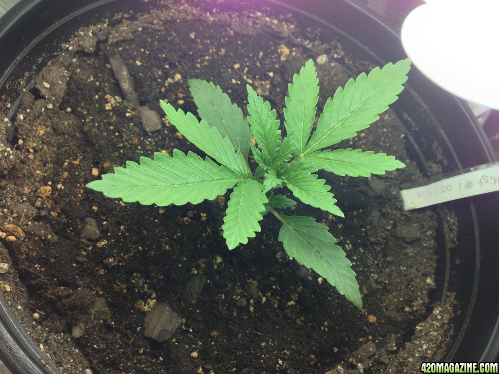 Kali Mist Plant #1 Day 11 05-29-13