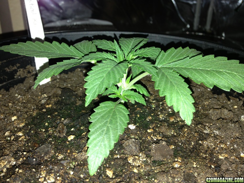 Kali Mist Plant #1 Day 12 05-30-13