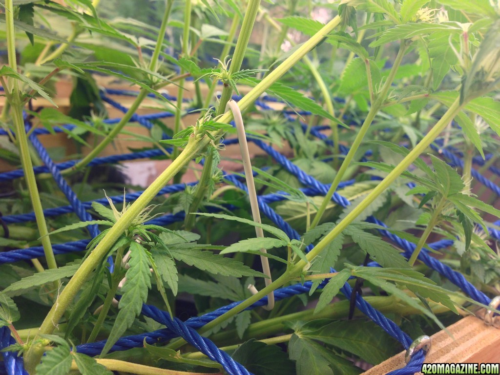 Kali Mist scrog LST