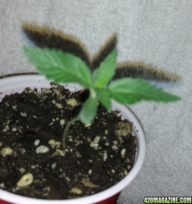 Kali Mist (seedling)