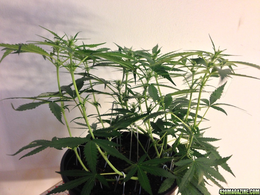 Kali Mist straight to Flower