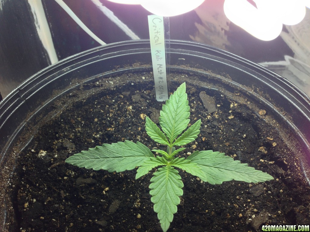 Kali Mist Veg 10 days Plant 2