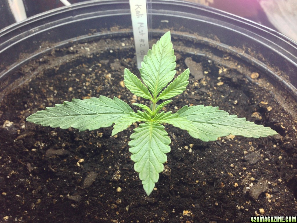 Kali Mist Veg 10 days Plant 2