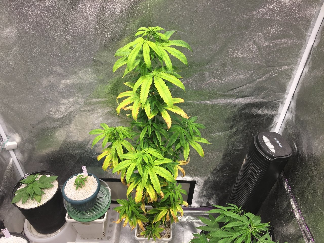 Katsu Bubba x Blueberry Temple (14 weeks)