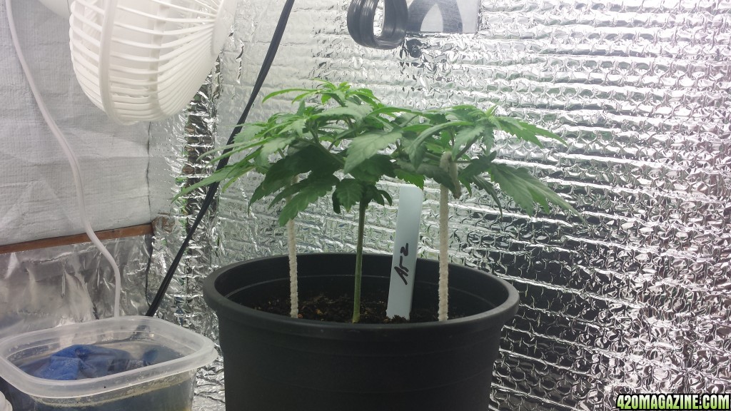 keeping short LST/topping