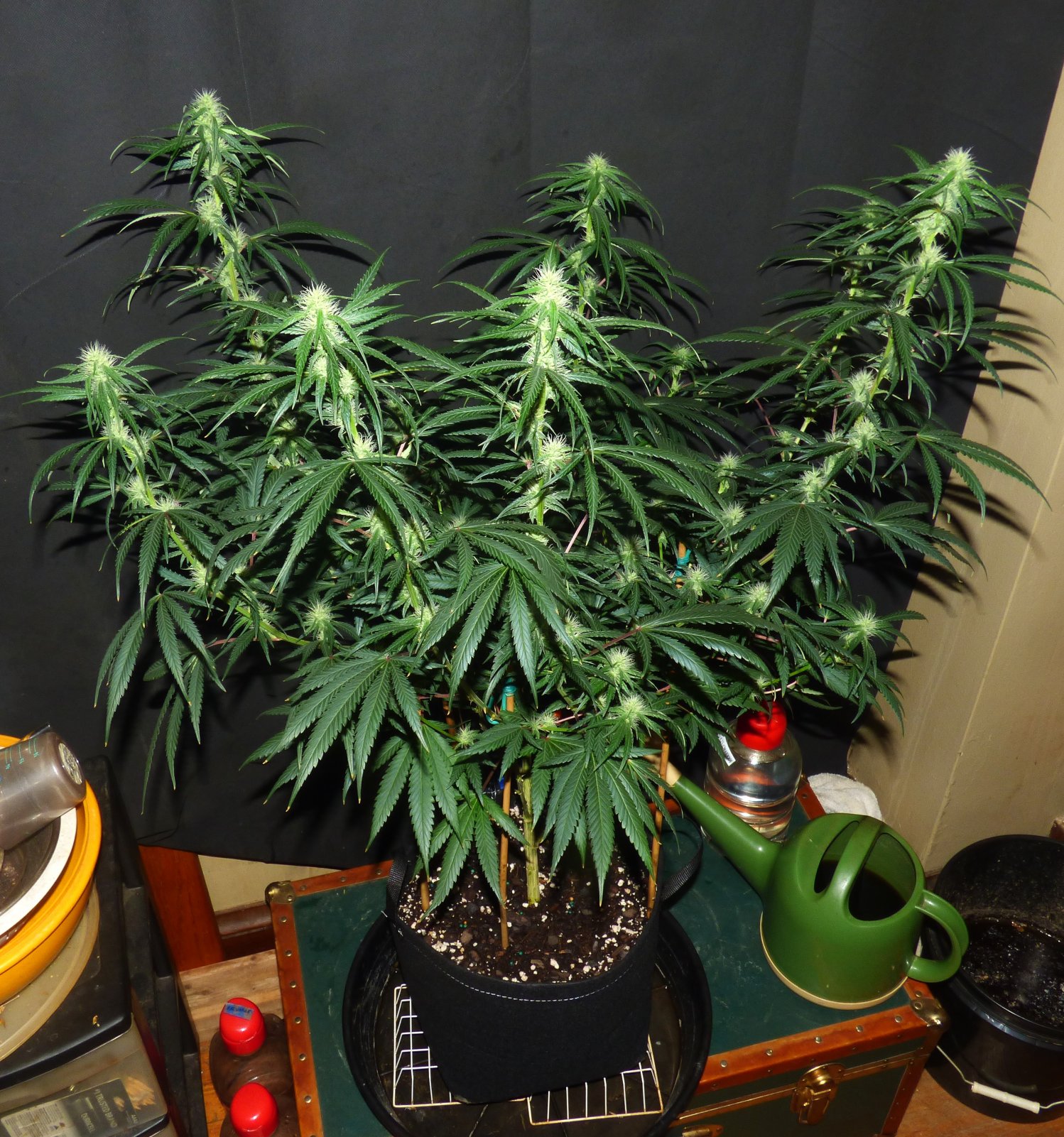 Kera clone 7-24-22 F25.JPG