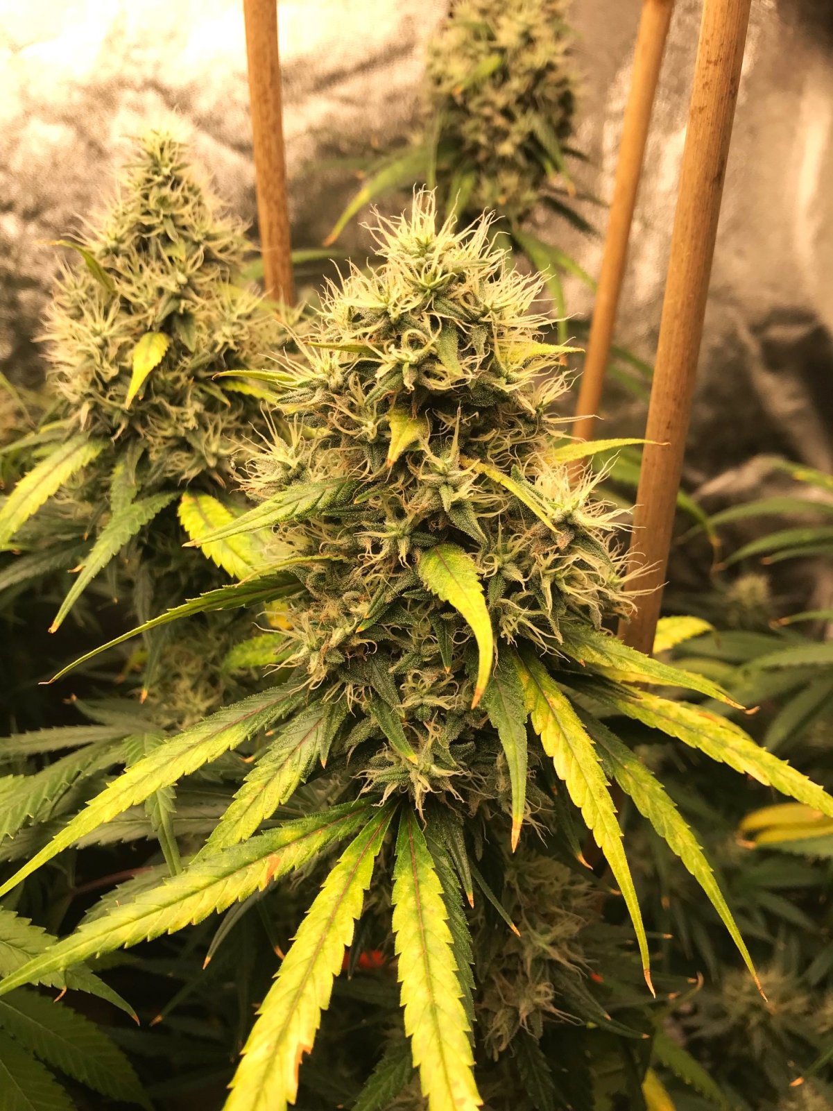 Kera clone bud II 7-30-22 F50.jpg