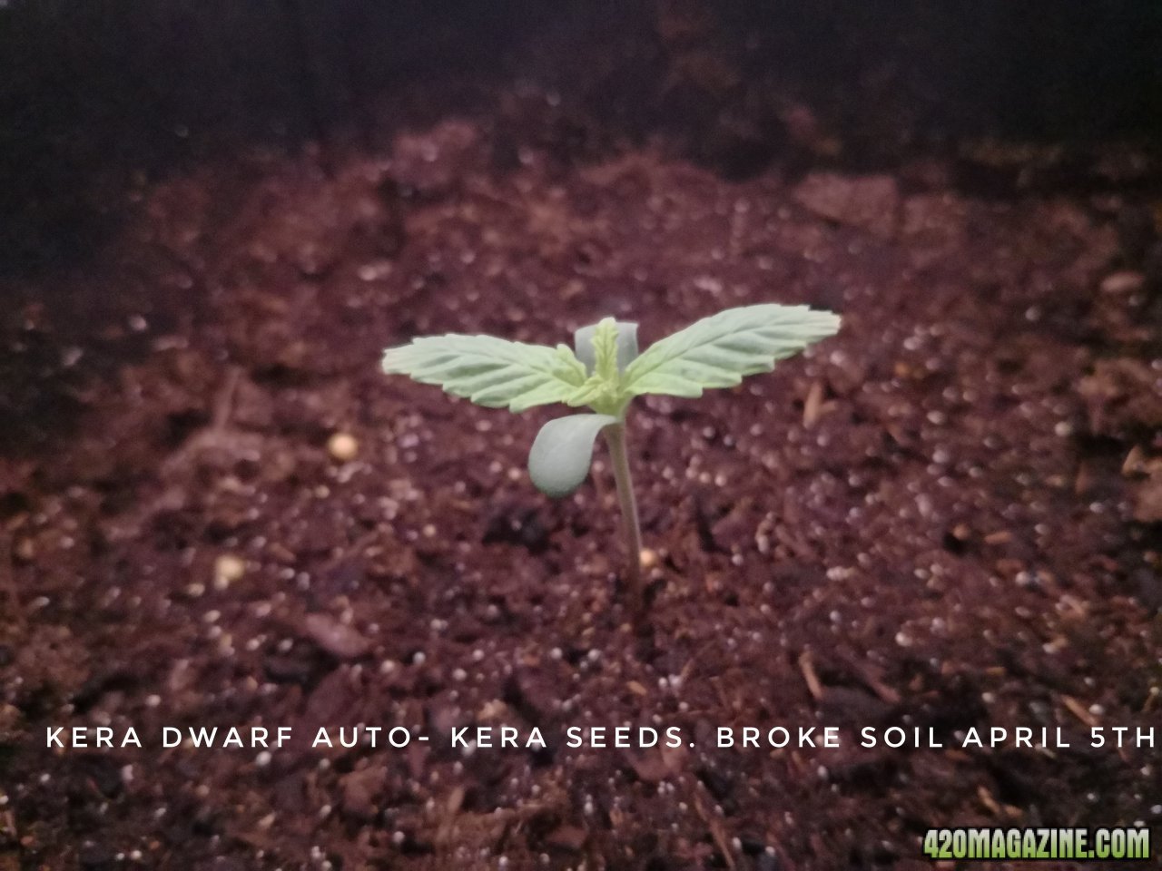 kera Dwarf Auto seedling.jpeg