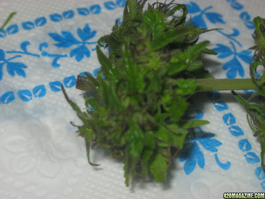 Kerala Krush / Fresh Bud / Outdoor Grown