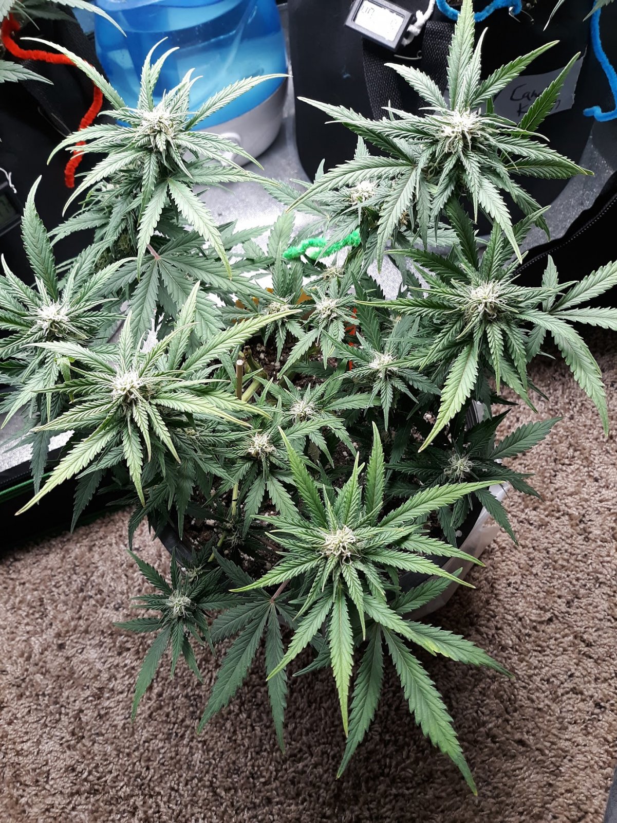 KerryKush day 37.jpg