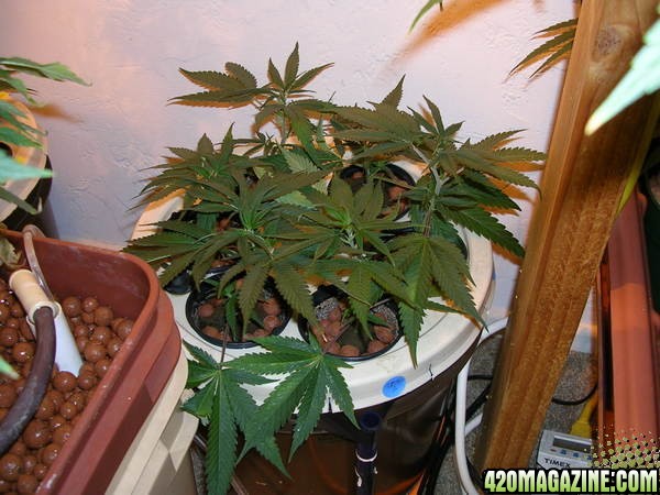 kid's grow