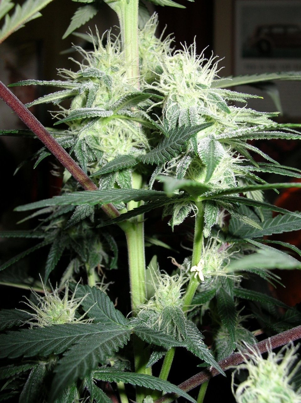 KingGelato - 27 days