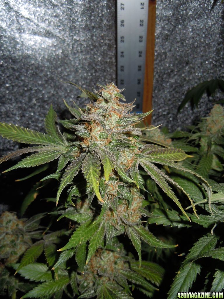 kings kush 9th week