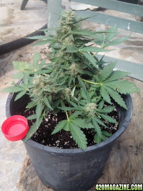 Kings_Kush_Auto