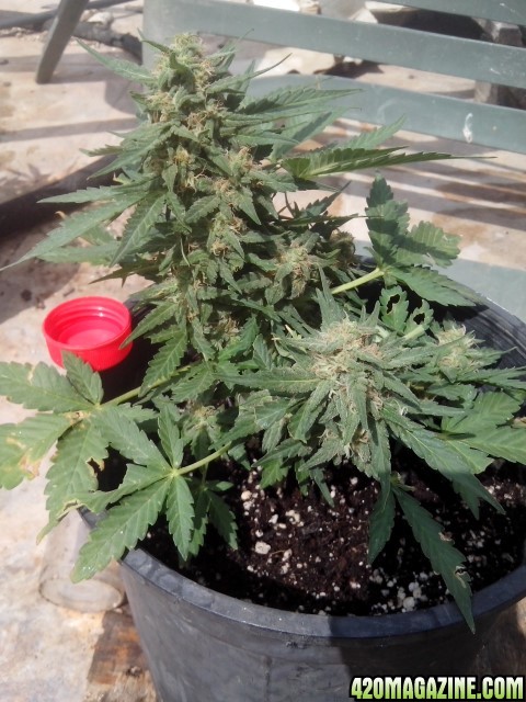 Kings_Kush_Auto