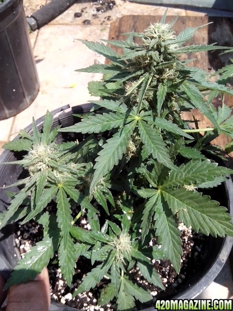 kings_kush_auto1_Small_