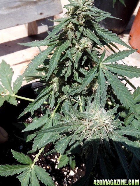 kings_kush_auto1_Small_1