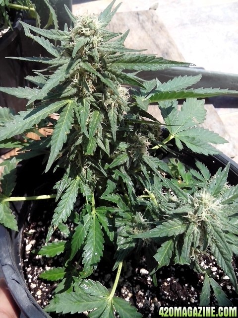 kings_kush_auto2_Small_