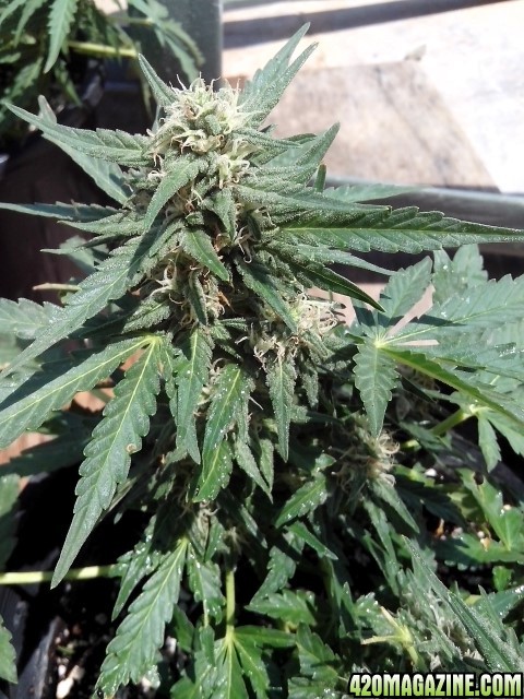 kings_kush_auto3_Small_