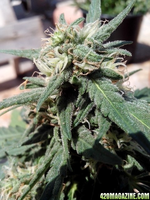 kings_kush_auto3_Small_1