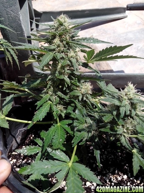 kings_kush_auto4_Small_