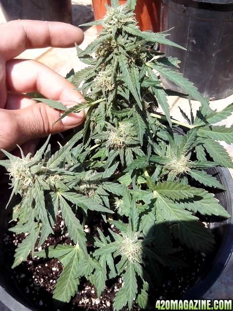 kings_kush_auto5_Small_