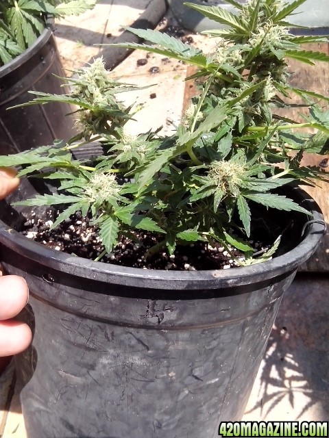 kings_kush_auto_Small_