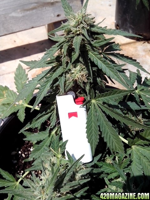 kings_kush_auto_Small_1