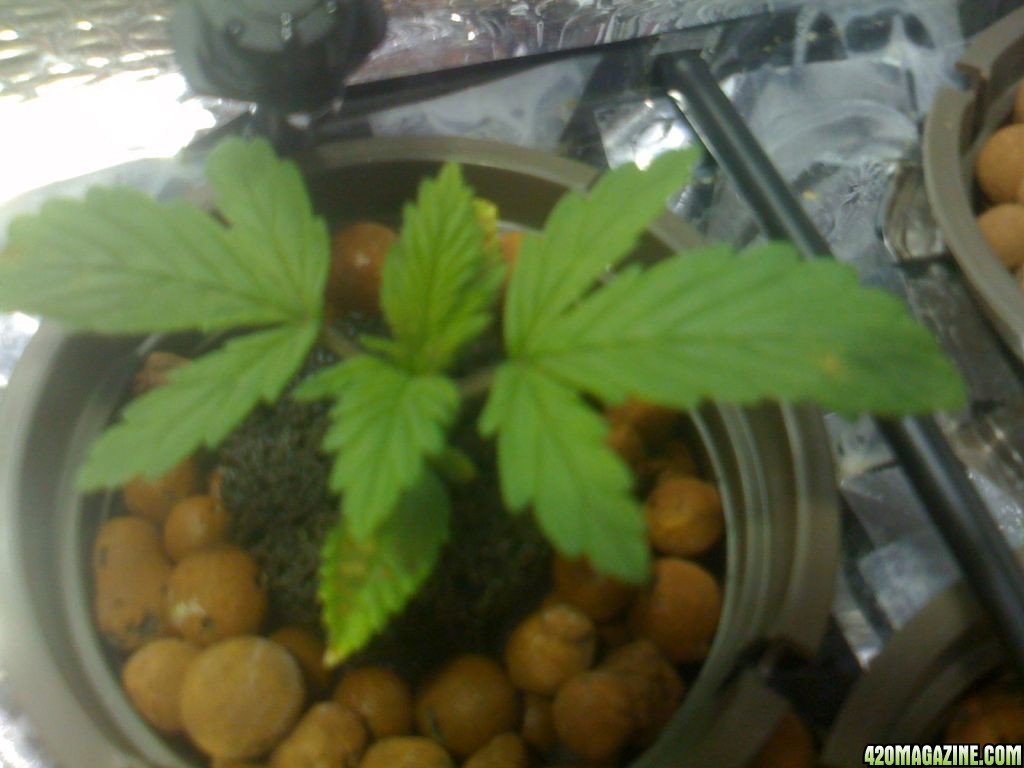 Kittenrat's 1st Grow Sick Plants Pics