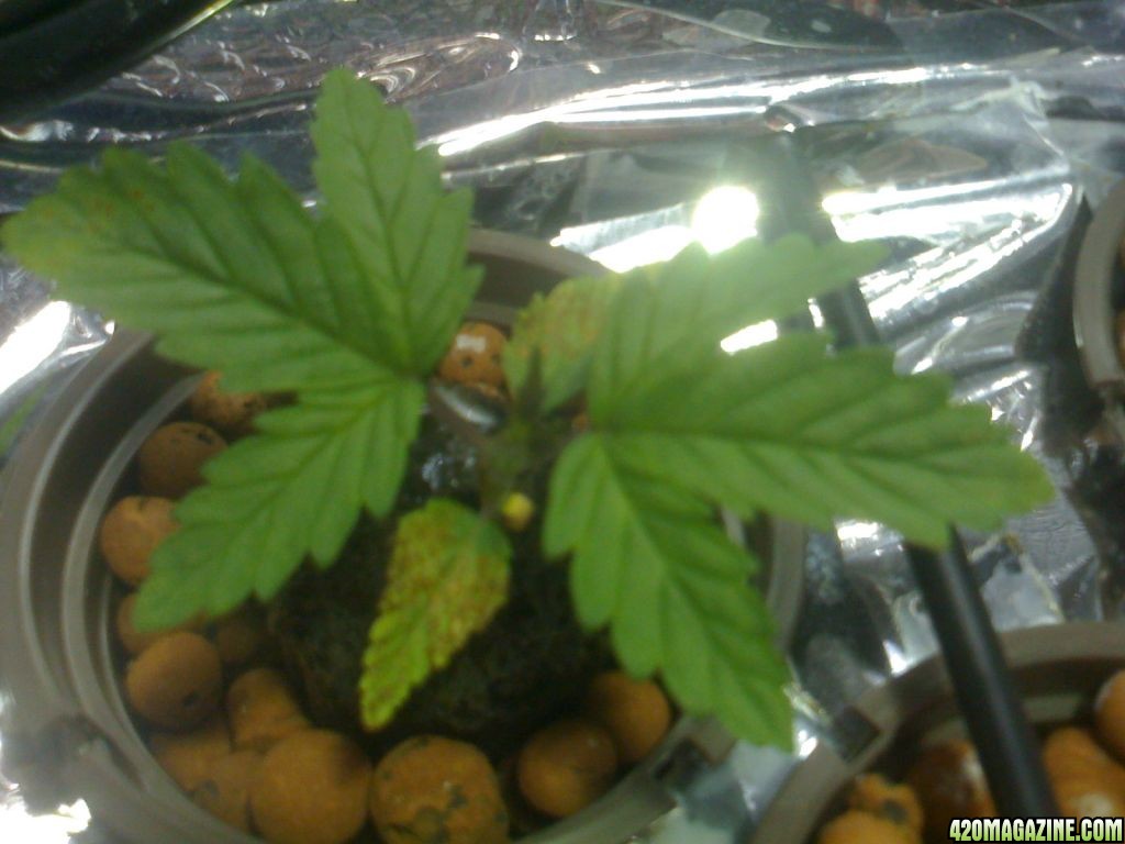 Kittenrat's 1st Grow Sick Plants Pics