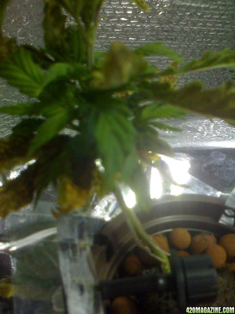 Kittenrat's 1st Grow Sick Plants Pics