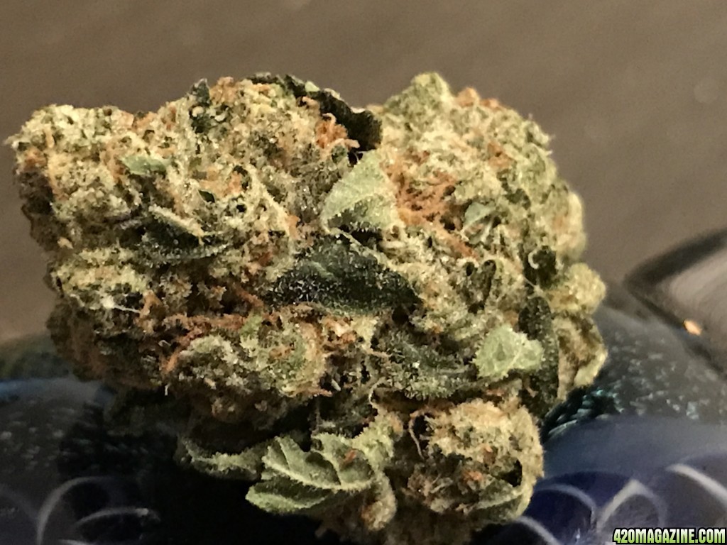 KO OG nug of the month