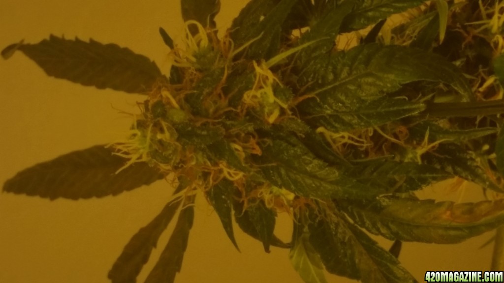 Kountrygrow 1st grow