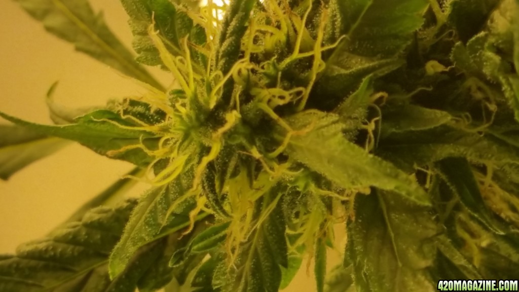 Kountrygrow 1st grow