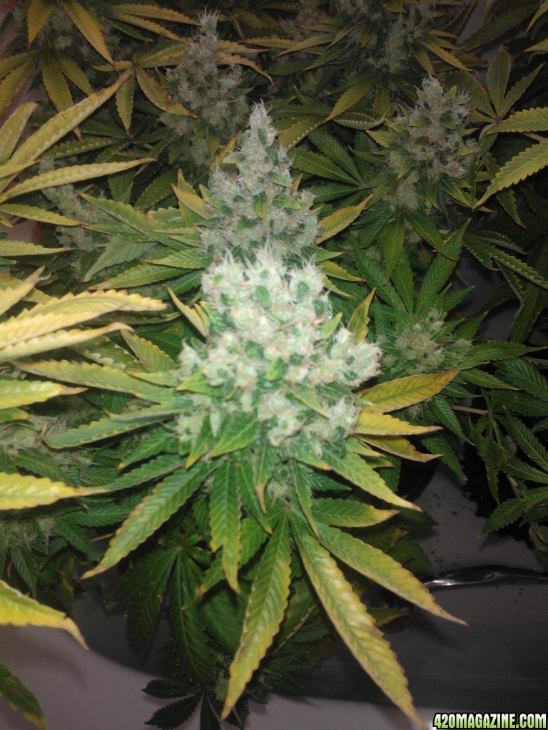 ktrain g13haze week9