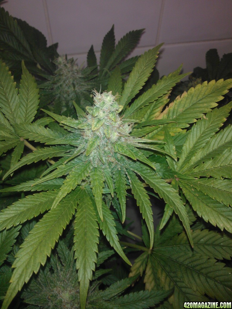 ktrain g13haze week9