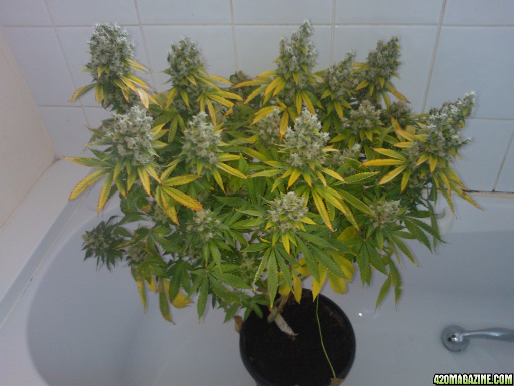 ktrain_no1_harvest_2_