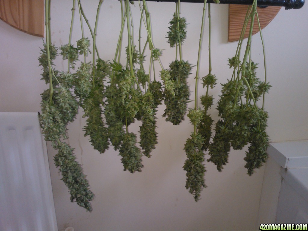 ktrain_no1_harvest_33_