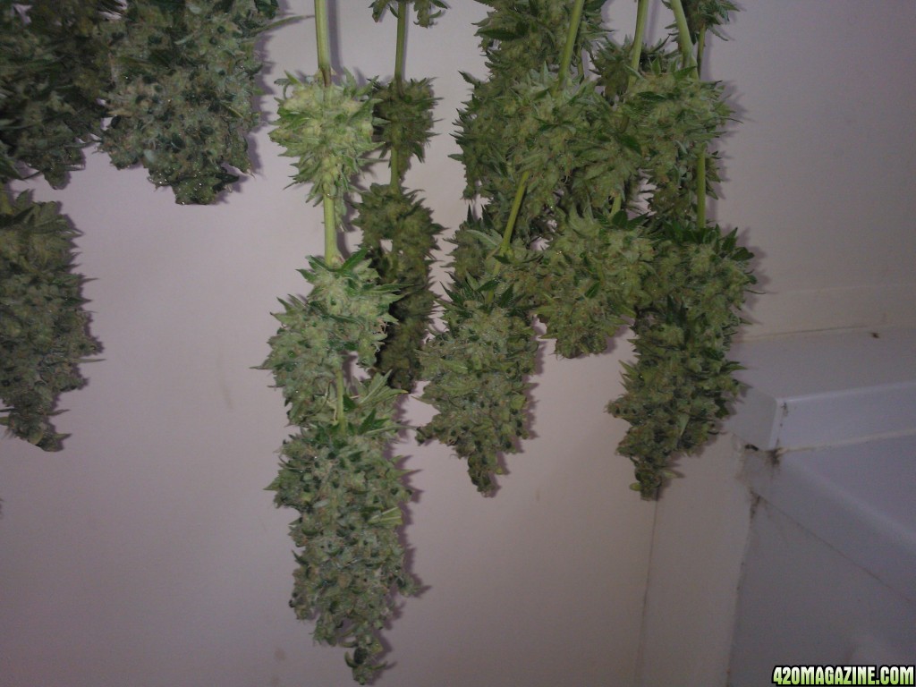 ktrain_no1_harvest_35_