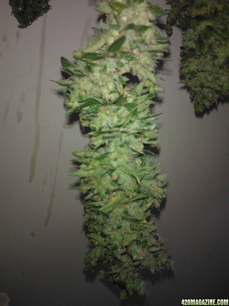 ktrain_no1_harvest_37_