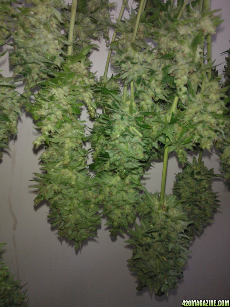 ktrain_no1_harvest_38_