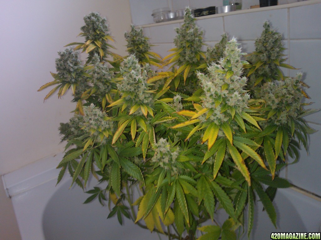 ktrain_no1_harvest_3_